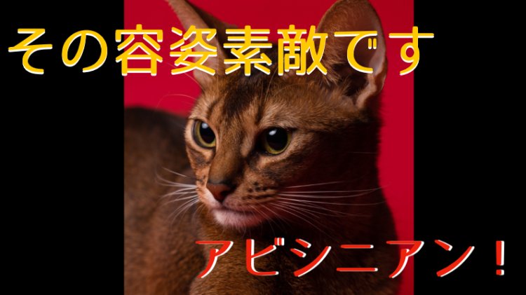 ミステリアスなアビシニアン！